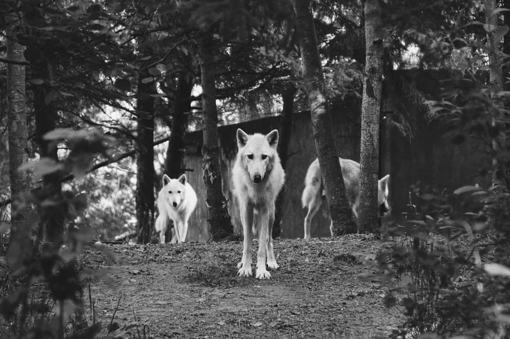 leading the wolf pack