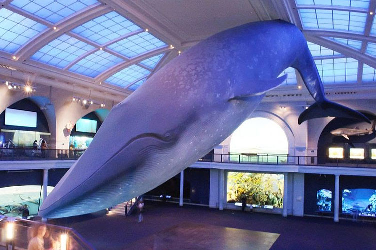 natural history museum whale